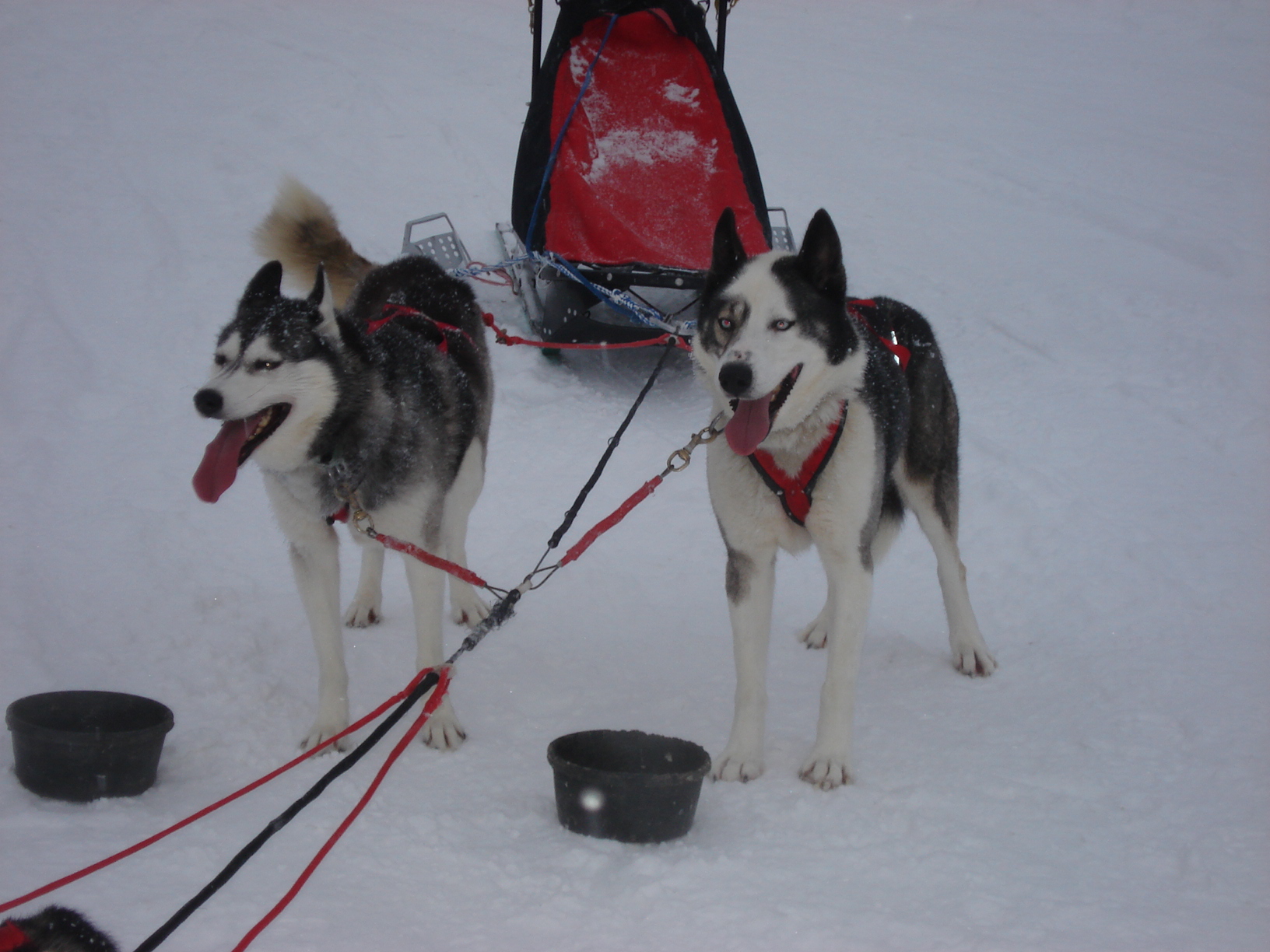Oscar and Junior, wheel dogs