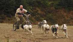 Dog team racing at Quithel in Scotland