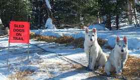 Wink and her brother Ambler wait patiently for their teammates to return from a sled run