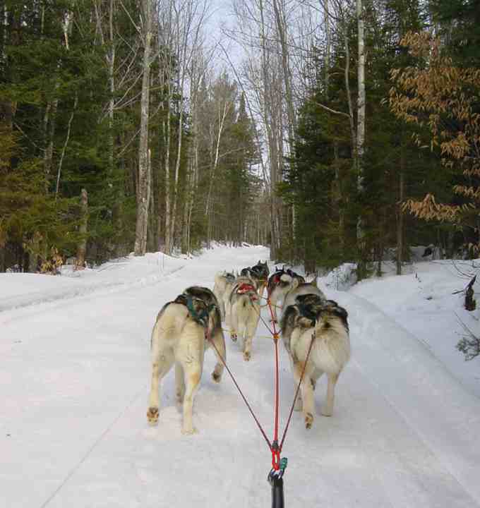 The view never changes - rear view of a sled team