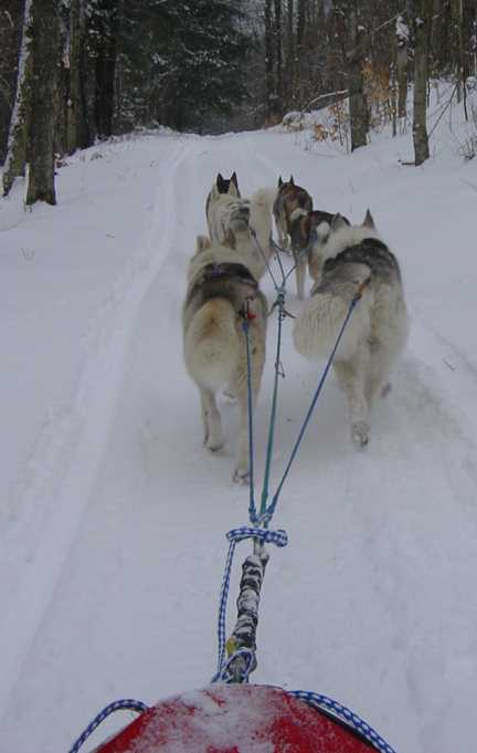 Pulling hard up the trail. Sleddog team in action