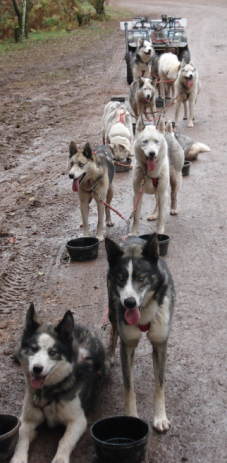 Fina and Harry lead our 10 dog team home for a drink