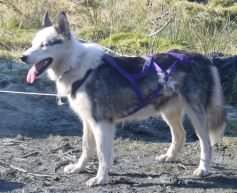 After a training run at Aberfoyle, March 2003