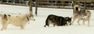 Oakley, Bhu and OB in deep fresh snow