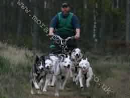 6 Dog team racing at Culbin, Oct 06