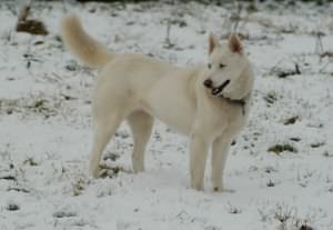 Inka, standing proudly and beautifully in the snow.
