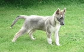 A 4 month old puppy posing