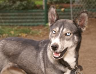 Head shot of Queenie