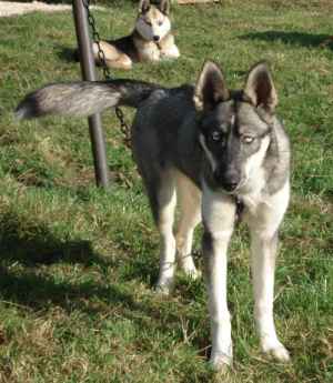 Ruya at 5 months old, getting used to being put on a stake out chain