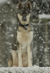 Ruya watches the snow flakes fall