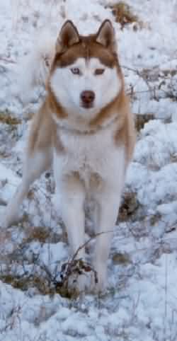 Tindale at his peak - looking like a proper sleddog