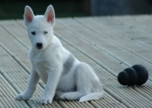 BB and his big ears on our new decking