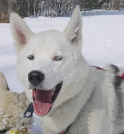 A smiling faced BB, happy in harness