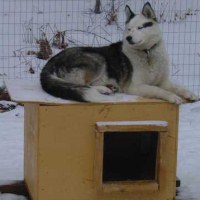 Beth watches the ahppening in the dogyard from atop her box