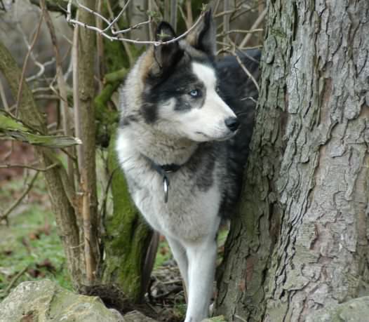 Peering round the tree, Fina in Feb 2006