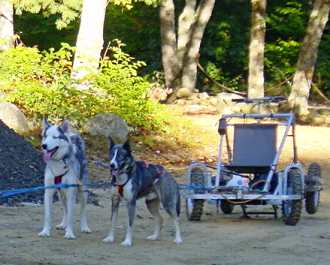 Harry and Takeo at wheel during a training run at Boot Camp