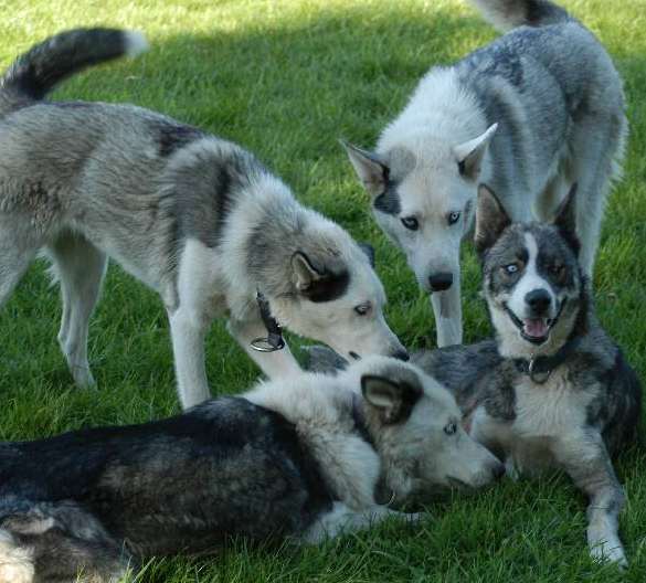 Harry meeting some of our other dogs for the first time