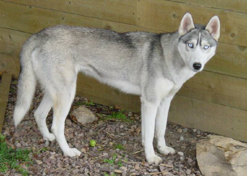 Keetna as a cute 9 month old pup