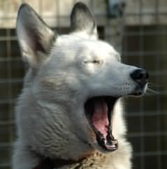A big yawn