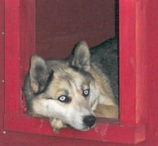 Nadia settles into her new dogbox