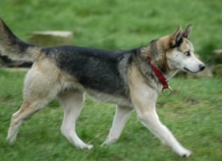 Nadia strides off to explore her new yard