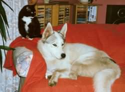 Oakley showing that he can sit on the sofa and watch TV - even with a cat right beside him.