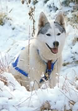 Waiting for our turn to race. Oaley sits in the snow.