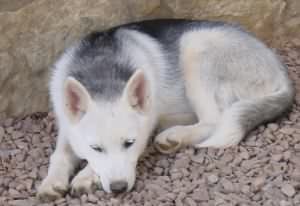 13 week old pup resting outside the back door