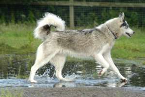 Takeo splashes through some spring rain puddles