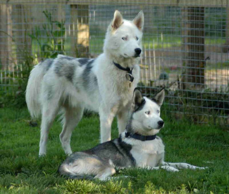 Tasker and Seven in the field