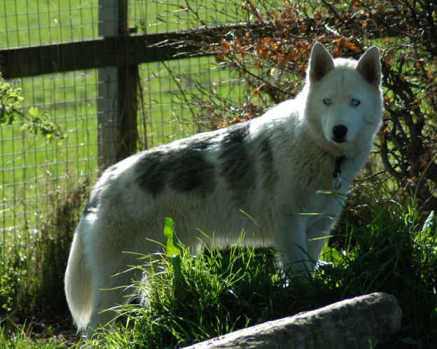 Tasker explores the hedges for wildlife