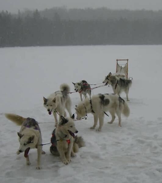 Tasker in his new Manmat harness on Umbagog Lake, Jan 05