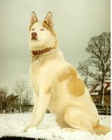 Tulsa posing in the snow