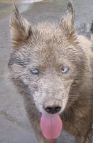 Dirty dog. Trey covered in mud after a training run in Feb 2006