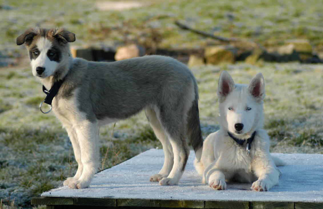 Fina and Tasker on a frosty morning