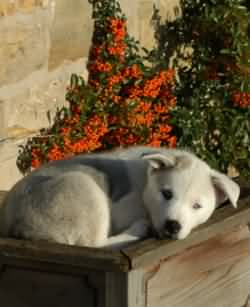 Teague snoozing in the flower bed at 9 weeks old