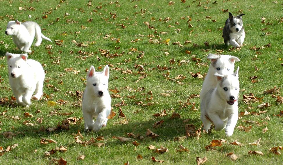 Puppies racing to the dinnerbowl