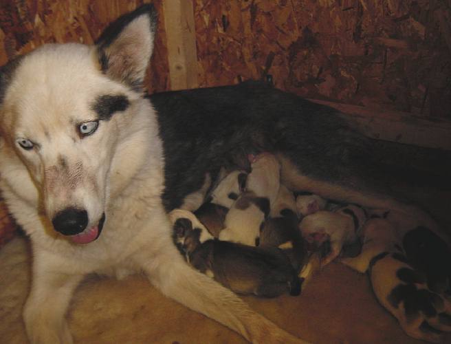 Beth and her day old puppies