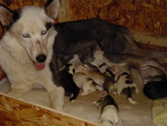 Beth in the whelping box with her eight 2 day old pups