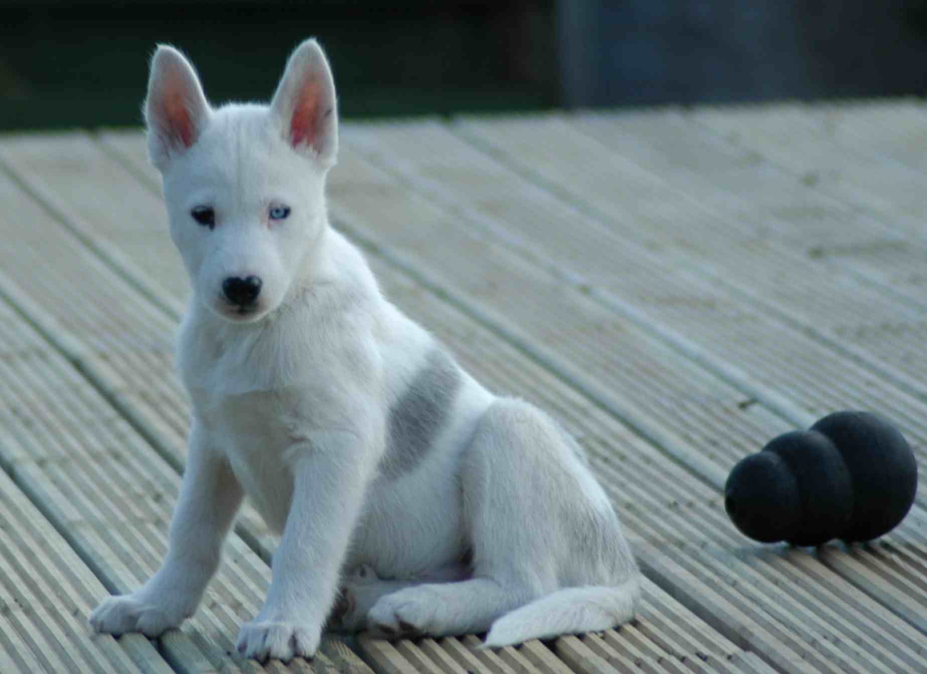 BB at 7 weeks old posing on the deck