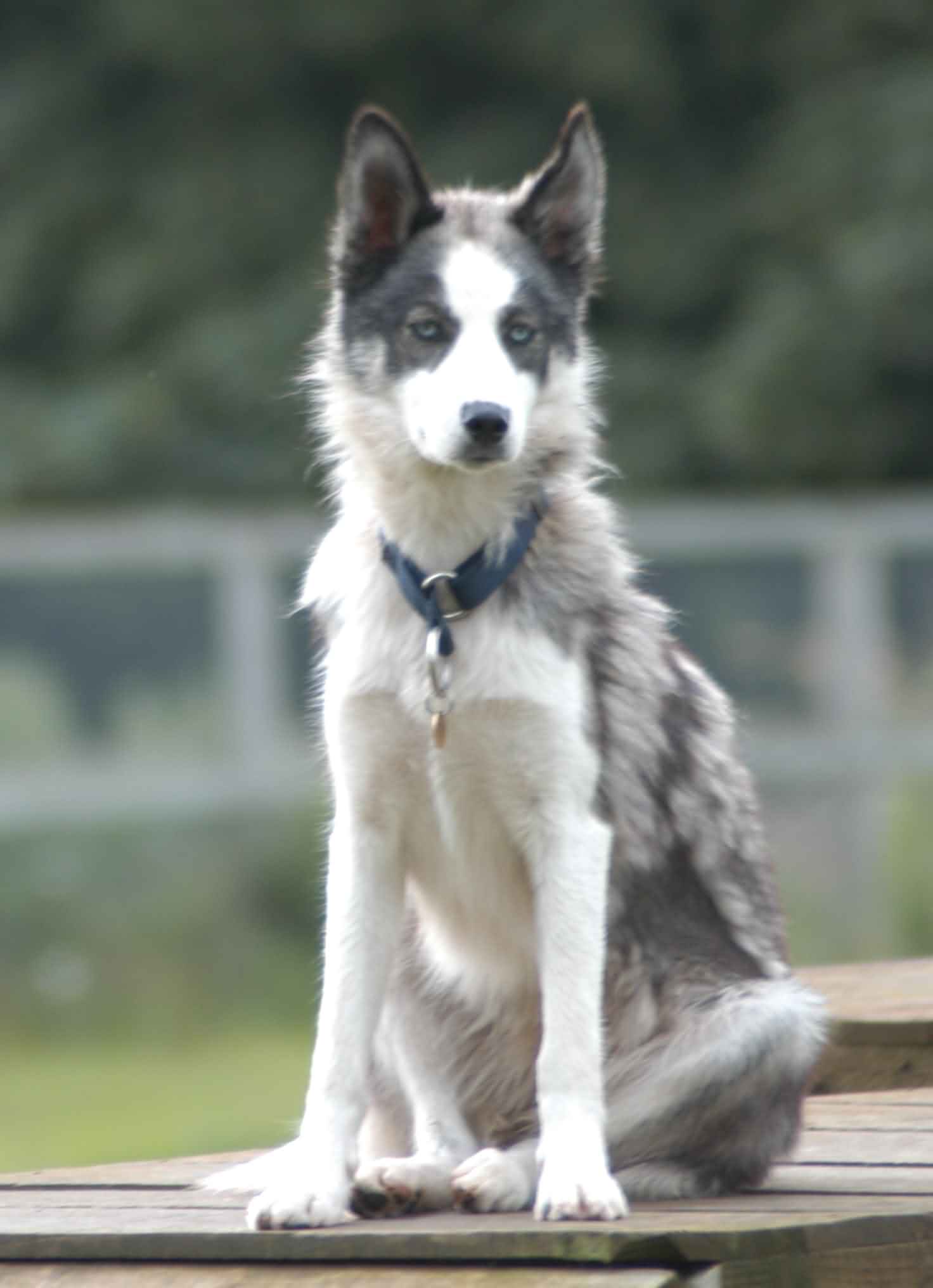 Shaggy dog - Fina moulting