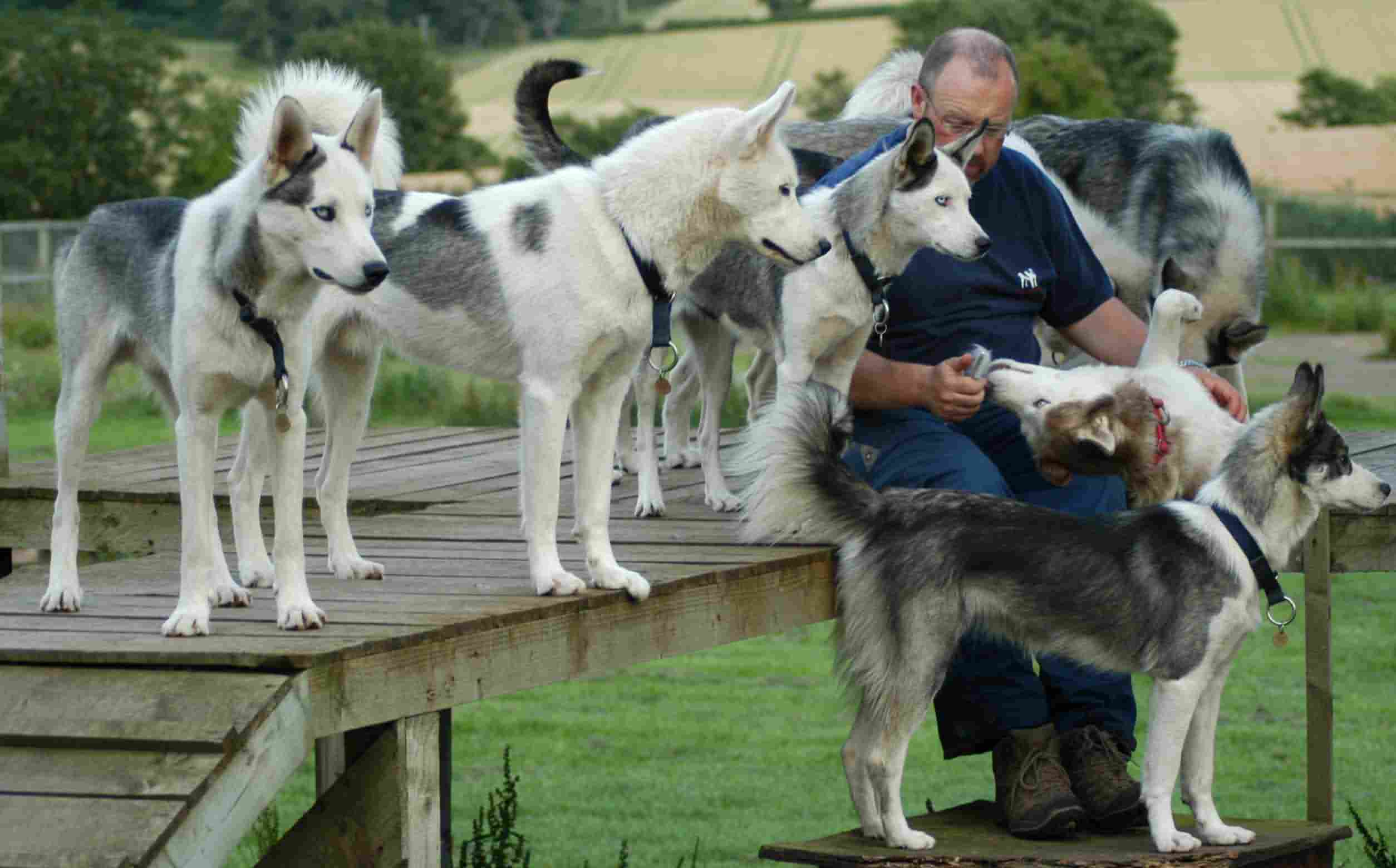 Half a dozen dogs on the playstage