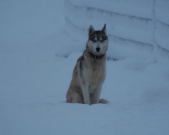 Keetna deep in Scottish snow