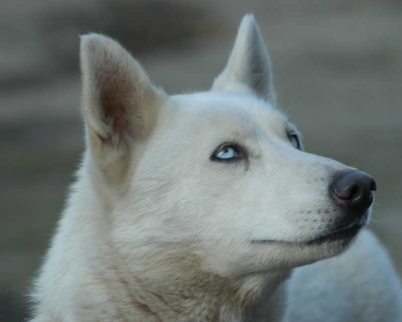 Cute head shot of Inka