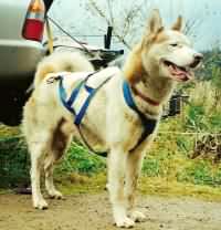 Tulsa in harness, Nov 1998