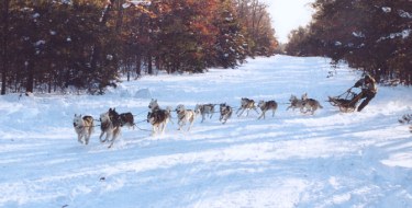 Inka at wheel on a 12 dog team racing at her original kennel