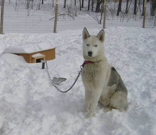 Milloy comtemplates his scenery - and wonders how to get into his house when it's covered in snow