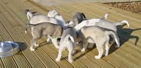 All 8 pups eating from the same bowl