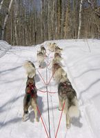 Our 10 dog team running uphill