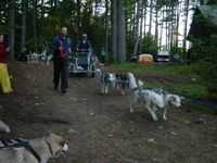 Setting off - jogging beside the dog team